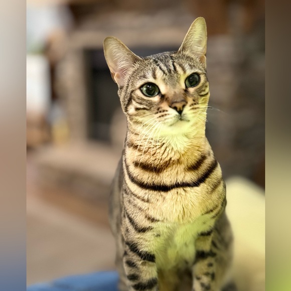 Lauren Jean Co. Ralph Lauren Jean skirt - Picture 11 of 11